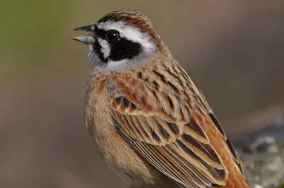 AFボーグ90FLで撮影