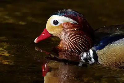 AFボーグ90FLで撮影