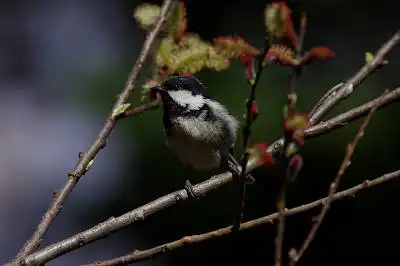 AFボーグ BORG90FLで撮影した野鳥・ヒガラの写真画像