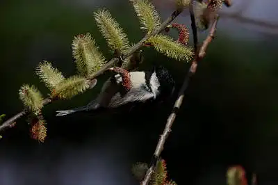 AFボーグ BORG90FLで撮影した野鳥・ヒガラの写真画像