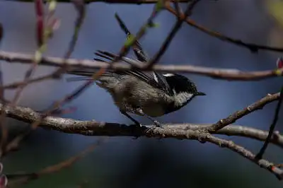 AFボーグ BORG90FLで撮影した野鳥・ヒガラの写真画像