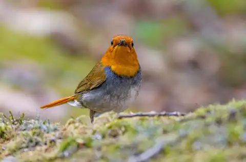 BORG90FLで撮影した野鳥・コマドリの写真画像