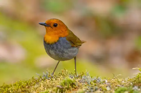 BORG90FLで撮影した野鳥・コマドリの写真画像