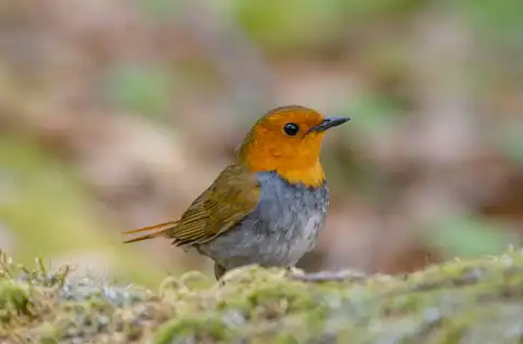 BORG90FLで撮影した野鳥・コマドリの写真画像