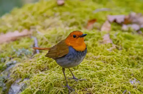 BORG90FLで撮影した野鳥・コマドリの写真画像