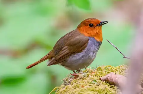 BORG90FLで撮影した野鳥・コマドリの写真画像