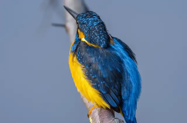 BORG90FLで撮影した野鳥・カワセミの写真画像