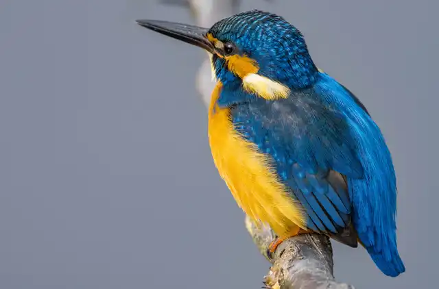 BORG90FLで撮影した野鳥・カワセミの写真画像