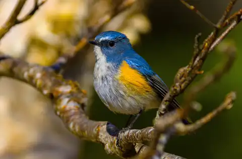 AFボーグ BORG90FLで撮影した野鳥・ルリビタキの写真画像