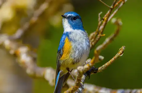 AFボーグ BORG90FLで撮影した野鳥・ルリビタキの写真画像