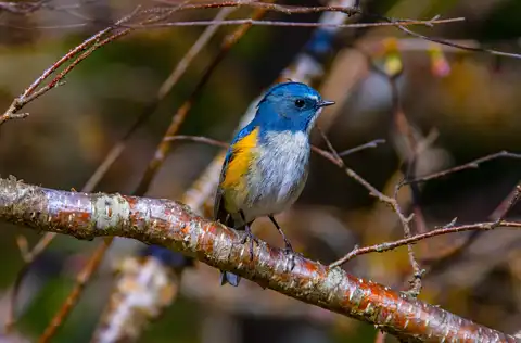 AFボーグ BORG90FLで撮影した野鳥・ルリビタキの写真画像