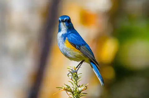 AFボーグ BORG90FLで撮影した野鳥・ルリビタキの写真画像