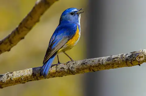 AFボーグ BORG90FLで撮影した野鳥・ルリビタキの写真画像