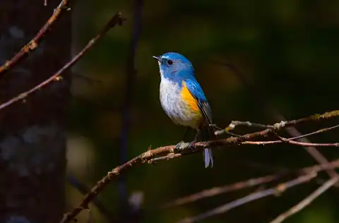 AFボーグ BORG90FLで撮影した野鳥・ルリビタキの写真画像