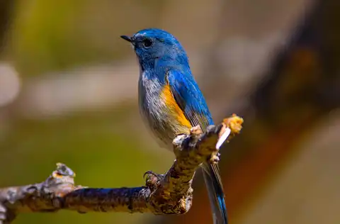 AFボーグ BORG90FLで撮影した野鳥・ルリビタキの写真画像