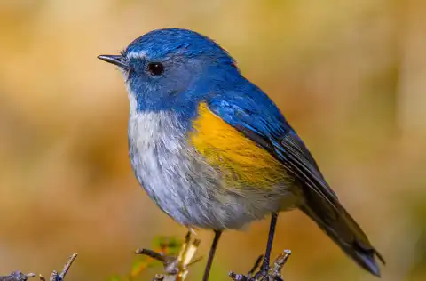 AFボーグ BORG90FLで撮影した野鳥・ルリビタキの写真画像
