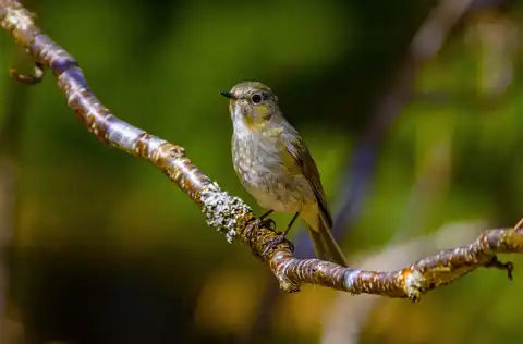 AFボーグ BORG90FLで撮影した野鳥・ルリビタキの写真画像