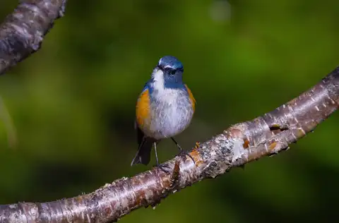 AFボーグ BORG90FLで撮影した野鳥・ルリビタキの写真画像