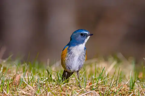 AFボーグ BORG90FLで撮影した野鳥・ルリビタキの写真画像