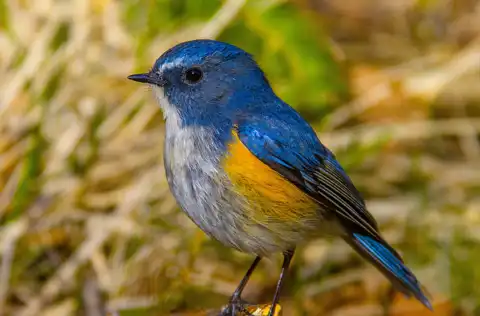 AFボーグ BORG90FLで撮影した野鳥・ルリビタキの写真画像