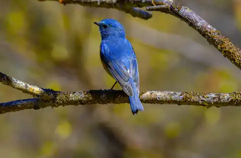AFボーグ BORG90FLで撮影した野鳥・ルリビタキの写真画像