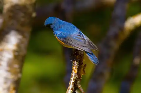 AFボーグ BORG90FLで撮影した野鳥・ルリビタキの写真画像