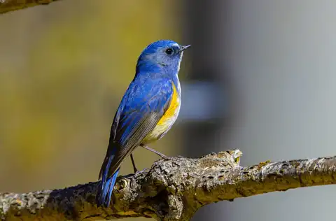 AFボーグ BORG90FLで撮影した野鳥・ルリビタキの写真画像