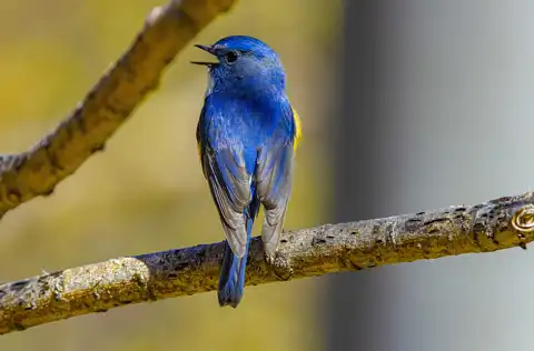 AFボーグ BORG90FLで撮影した野鳥・ルリビタキの写真画像