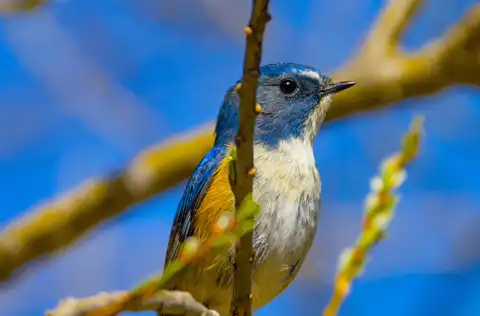 AFボーグ BORG90FLで撮影した野鳥・ルリビタキの写真画像