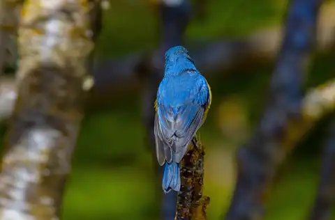 AFボーグ BORG90FLで撮影した野鳥・ルリビタキの写真画像