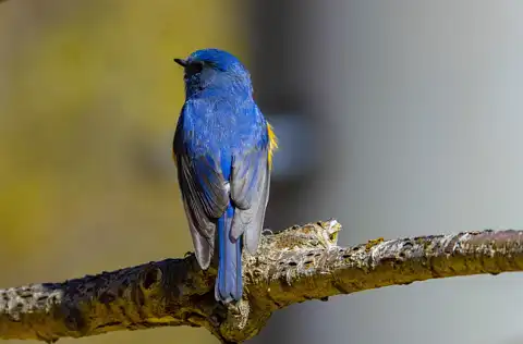 AFボーグ BORG90FLで撮影した野鳥・ルリビタキの写真画像