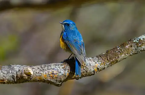 AFボーグ BORG90FLで撮影した野鳥・ルリビタキの写真画像