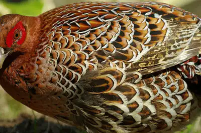 BORG90FLで撮影した野鳥・ヤマドリの写真画像。