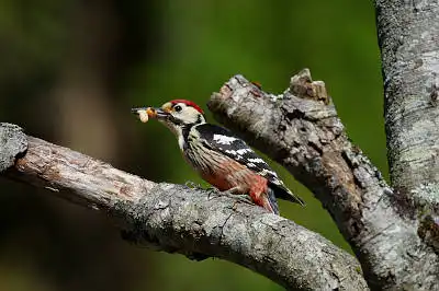BORG90FLで撮影した野鳥・オオアカゲラの写真画像。