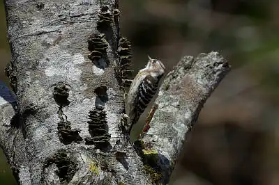 BORG90FLで撮影した野鳥・コゲラの写真画像。