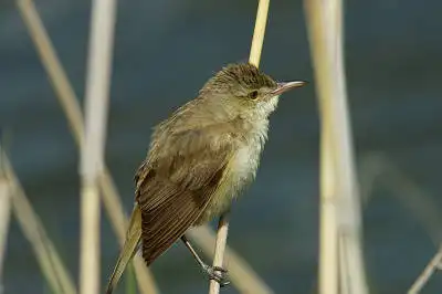 BORG90FLで撮影した野鳥・オオヨシキリの写真画像。