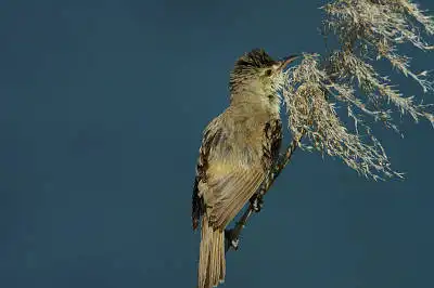 BORG90FLで撮影した野鳥・オオヨシキリの写真画像。