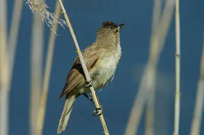 BORG90FLで撮影した野鳥・オオヨシキリの写真画像。