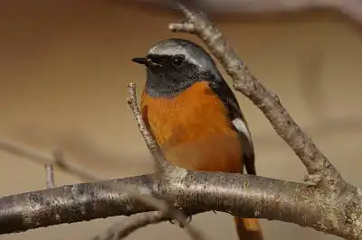 BORG90FLで撮影した野鳥・ジョウビタキの写真画像。