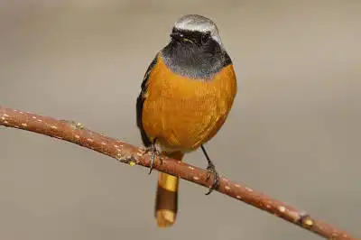 BORG90FLで撮影した野鳥・ジョウビタキの写真画像。