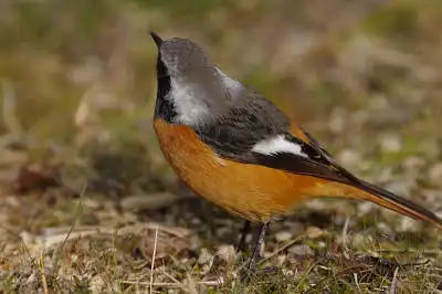 BORG90FLで撮影した野鳥・ジョウビタキの写真画像。