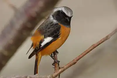 BORG90FLで撮影した野鳥・ジョウビタキの写真画像。