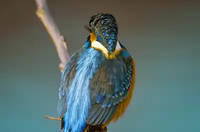 BORG90FLで撮影した野鳥・カワセミの写真画像。