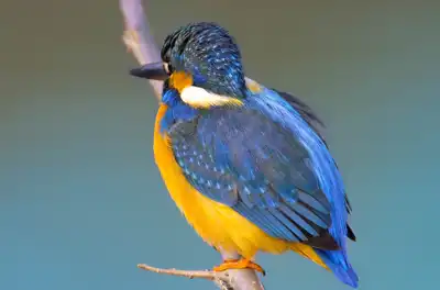 BORG90FLで撮影した野鳥・カワセミの写真画像。