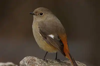 BORG90FLで撮影した野鳥・ジョウビタキの写真画像。