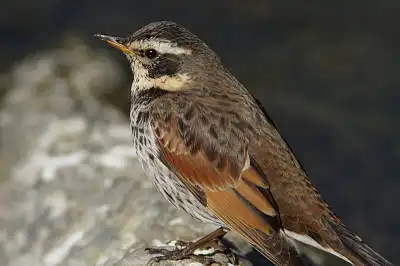 BORG90FLで撮影した野鳥・ツグミの写真画像。
