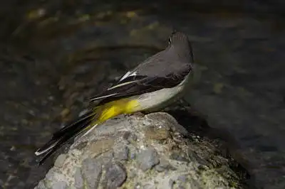 BORG90FLで撮影した野鳥・キセキレイの写真画像。