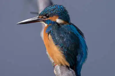 BORG90FLで撮影した野鳥・カワセミの写真画像。