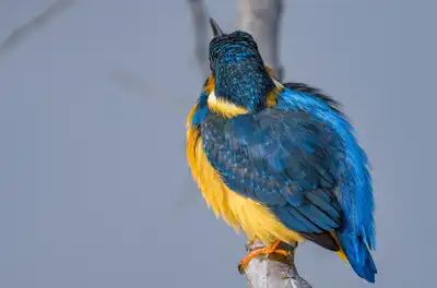 BORG90FLで撮影した野鳥・カワセミの写真画像。