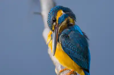 BORG90FLで撮影した野鳥・カワセミの写真画像。